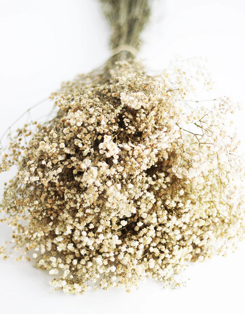 Bestsellers Dried and Preserved Flowers